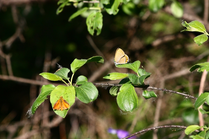 iris e farfalle bis